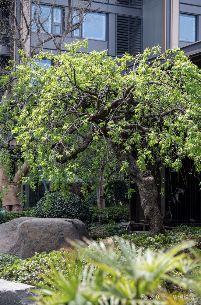 现王！狮山「安雲180」惊爆开卷！尊龙凯时APP苏州神盘！360°兑(图27)