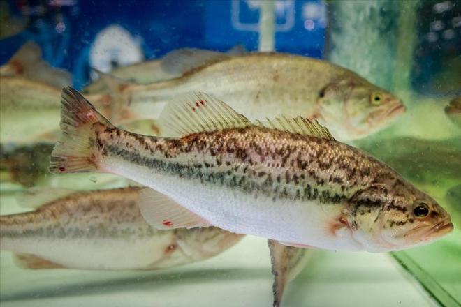 种家常吃法刺少肉嫩老人小孩放心炫尊龙凯时全家都爱吃的鲈鱼做法！4(图20)